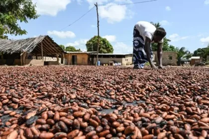 Cacao étalé au soleil