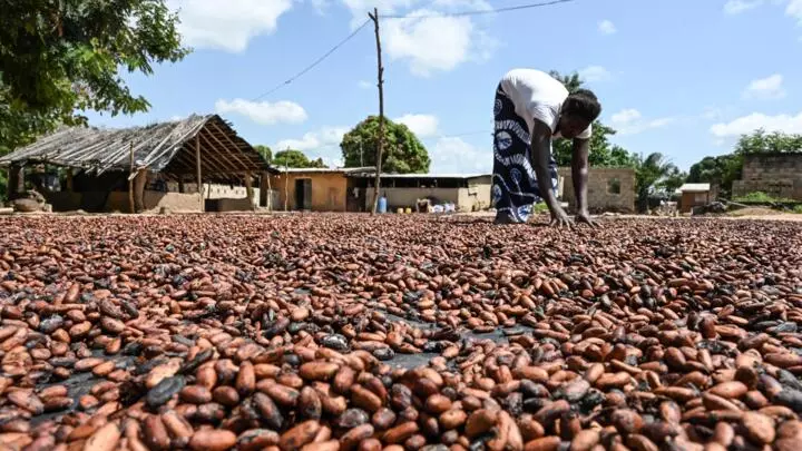 Cacao étalé au soleil