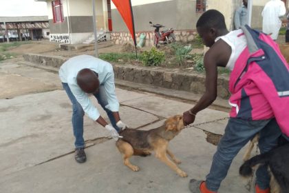 La séance de vaccination des chiens à la division provinciale de pêche et élevage de l' Ituri, Ph 24 octobre 2025.