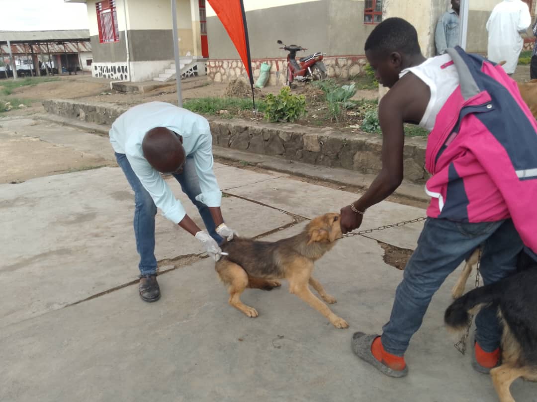 La séance de vaccination des chiens à la division provinciale de pêche et élevage de l' Ituri, Ph 24 octobre 2025.