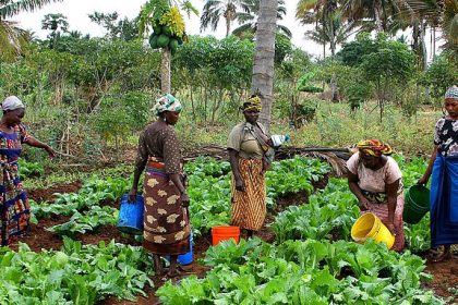 Les femmes rurales dans un champ collectif, photo 2024