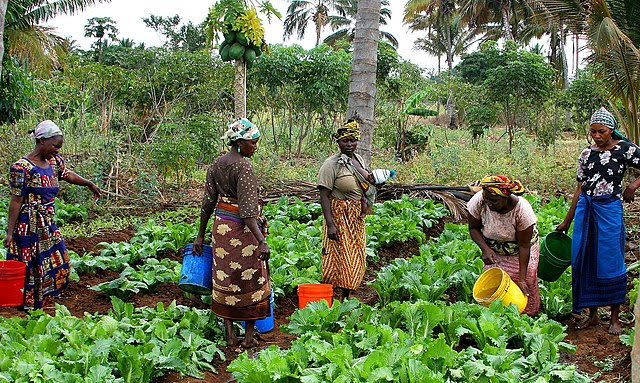 Les femmes rurales dans un champ collectif, photo 2024