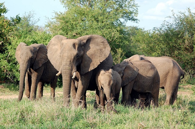 Des éléphants dans le Parc d’Umbembe, en province de Haut-Lomami. Ph. 2025.